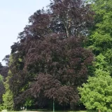 FAGUS SYLVATICA ATROPUNICEA - Buk LESNÝ ATROPUNICEA