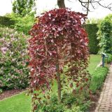 FAGUS SYLVATICA ATROPURPUREA PENDULA kont / 100 - Buk LESNÝ ATROPURPUREA PENDULA