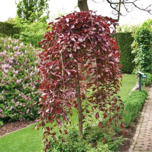 FAGUS SYLVATICA ATROPURPUREA PENDULA kont / 100