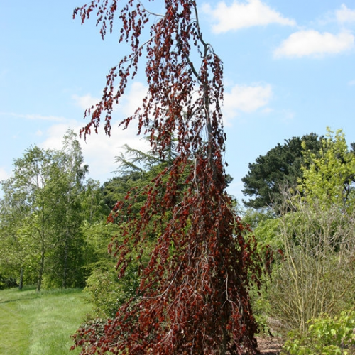 FAGUS SYLVATICA BLACK SWAN kont / 200-250