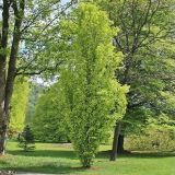 FAGUS SYLVATICA DAWYCK GOLD - Buk LESNÝ DAWYCK GOLD