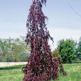 FAGUS SYLVATICA HAAREN bal 50 / kmeň 150 - Buk LESNÝ HAAREN