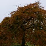 FAGUS SYLVATICA HORIZONTALIS kont / 200-250 - Buk LESNÝ HORIZONTALIS