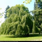 FAGUS SYLVATICA PENDULA kont - Buk LESNÝ PENDULA