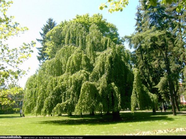 Fagus Sylvatica Pendula Kont - Buk Lesný Pendula