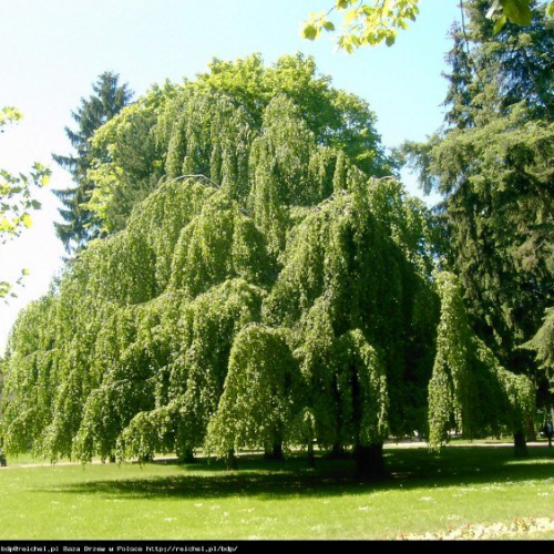 FAGUS SYLVATICA PENDULA kont