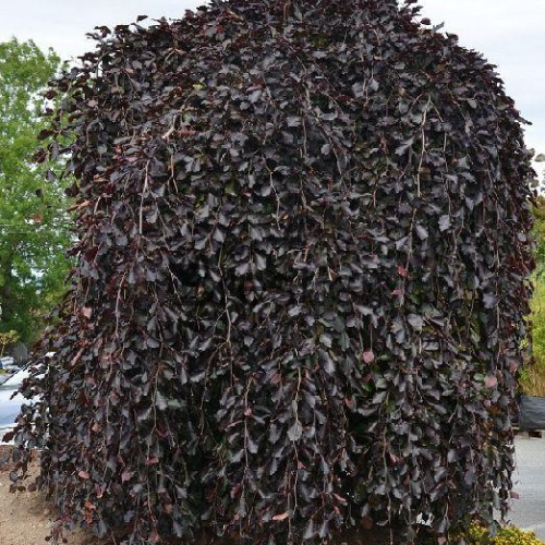 FAGUS SYLVATICA PURPUREA PENDULA