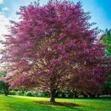 FAGUS SYLVATICA PURPUREA TRICOLOR kont / kmeň 140 - Buk LESNÝ PURPUREA TRICOLOR