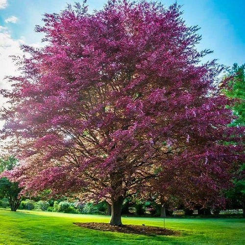 FAGUS SYLVATICA PURPUREA TRICOLOR kont / kmeň 140