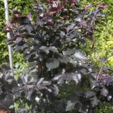 FAGUS SYLVATICA SWAT MAGRET kont / 300-350 - Buk LESNÝ SWAT MAGRET