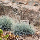 FESTUCA (druhy) kont P9 - Kostrava