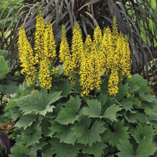 LIGULARIA (druhy)