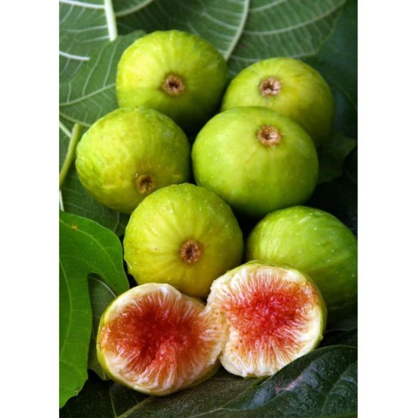 Ficus Carica Kont 9 - Figa