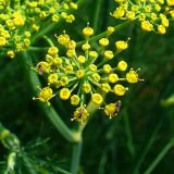 FOENICULUM (druhy) kont - Fenikel obyčajný