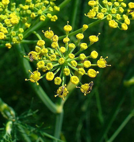 FOENICULUM (druhy) kont