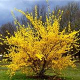 FORSYTHIA INTERMEDIA LYNWOOD kont 6