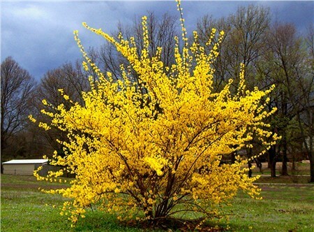 FORSYTHIA INTERMEDIA LYNWOOD kont 6,5 / 60-80