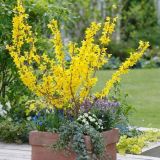 FORSYTHIA INTERMEDIA MINIGOLD kont 10 / 50-60 - Zlatovka PROSTREDNÁ MINIGOLD