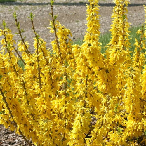 FORSYTHIA INTERMEDIA NIMBUS kont 2 / 20-25