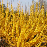 FORSYTHIA INTERMEDIA WEEKEND kont 6