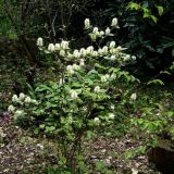 FOTHERGILLA MAJOR kont 4 / 30-40 - Zlatovka FOTHERGILLA MAJOR