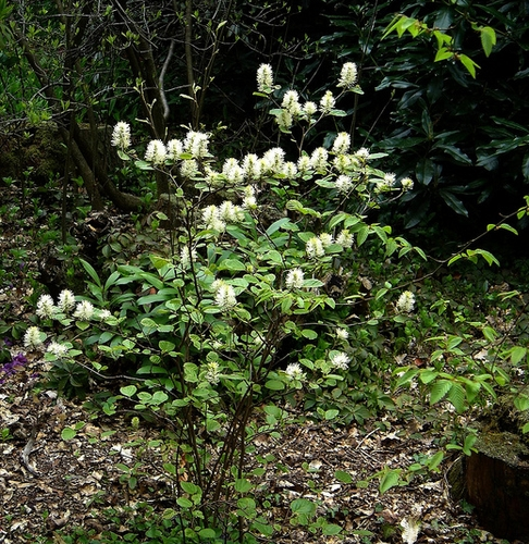 FOTHERGILLA MAJOR kont 4 / 30-40