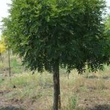 FRAXINUS EXCELSIOR GLOBOSUM kont 110 / 16-18 / štandard - Jaseň ŠTÍHLY EXCELSIOR GLOBOSUM