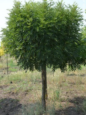 FRAXINUS EXCELSIOR GLOBOSUM kont 110 / 16-18 / štandard