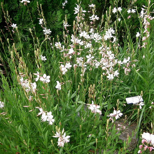 GAURA (druhy)