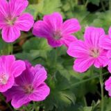 GERANIUM RUSSELL PRICHARD kont 2 - Pakost RUSSELL PRICHARD