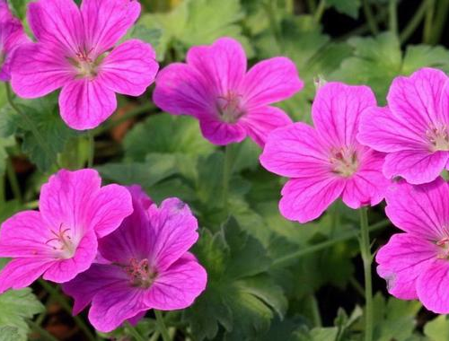 GERANIUM RUSSELL PRICHARD kont 2