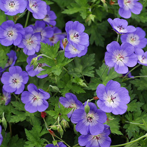 GERANIUM (druhy)