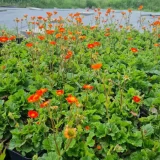 GEUM COCCINEUM TOSAI kont 1