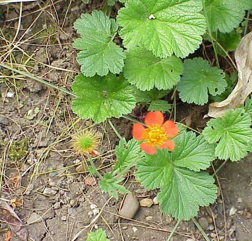 GEUM (druhy)