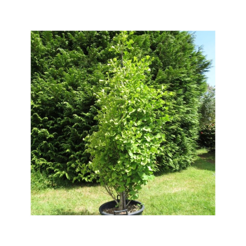 GINKGO BILOBA EIFFEL kont 30 / 175-200