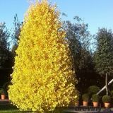 GINKGO BILOBA FASTIGIATA BLAGON - Ginkgo DVOJLALOČNÉ