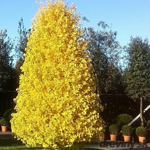 GINKGO BILOBA FASTIGIATA BLAGON