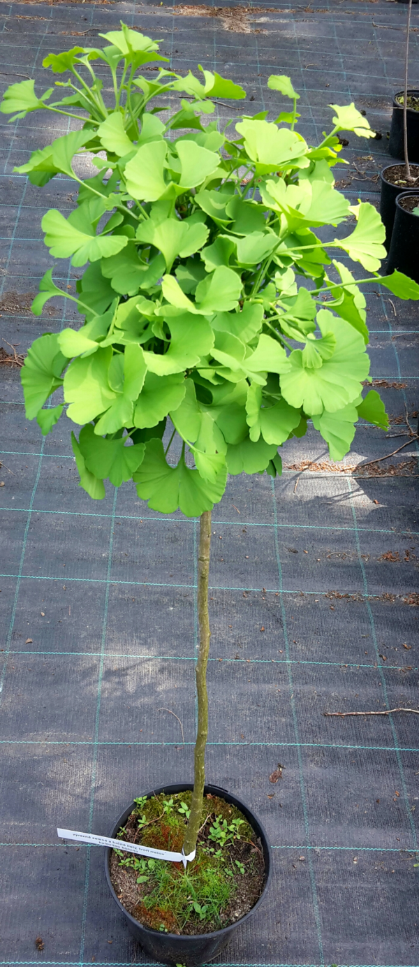 Ginkgo Biloba Mariken - Ginkgo Dvojlaločné