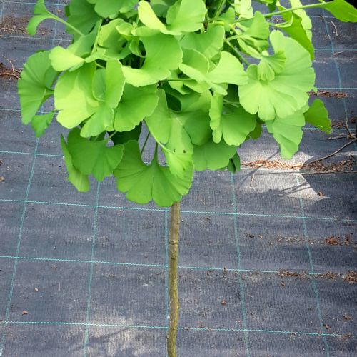 GINKGO BILOBA MARIKEN