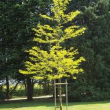 GLEDITSIA TRIACANTHOS SUNBURST kont / 08-10 - Gledíčia trojtŕňová SUNBURST