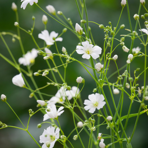 GYPSOPHILLA (druhy)