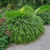 HAKONECHLOA (druhy) - Rákosovka