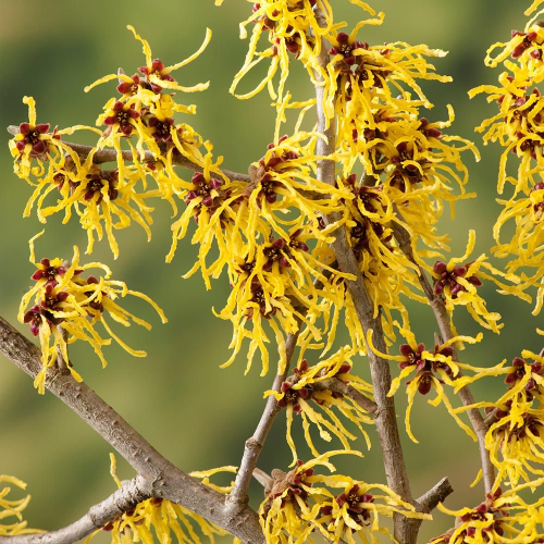 HAMAMELIS (druhy)