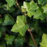 HEDERA HELIX HIBERNICA - Brečtan popínavý HIBERNICA