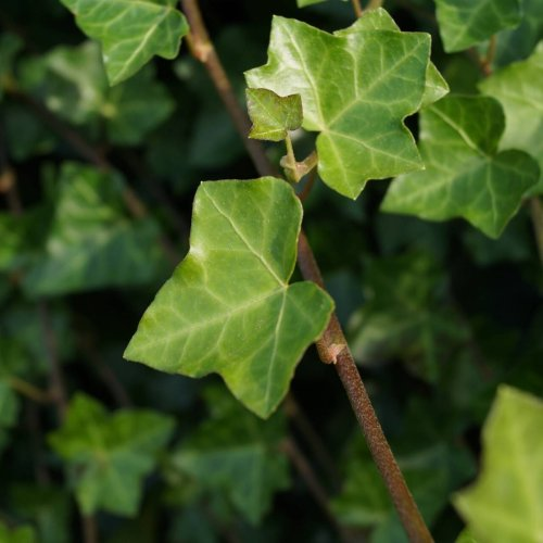 HEDERA HELIX HIBERNICA