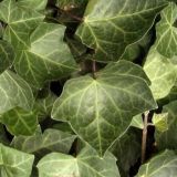 HEDERA HELIX WOERNER - Brečtan popínavý WOERNER
