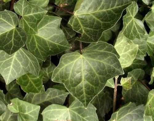 HEDERA HELIX WOERNER