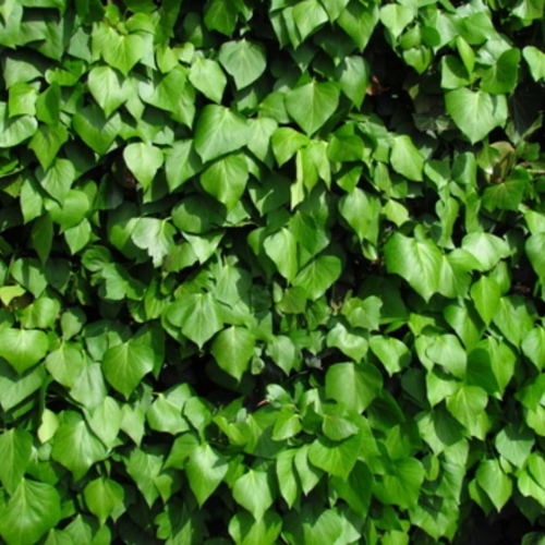 HEDERA HIBERNICA