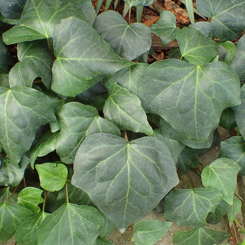 HEDERA (druhy) kont P9