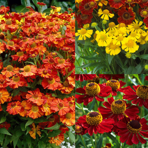 HELENIUM (druhy) kont P9